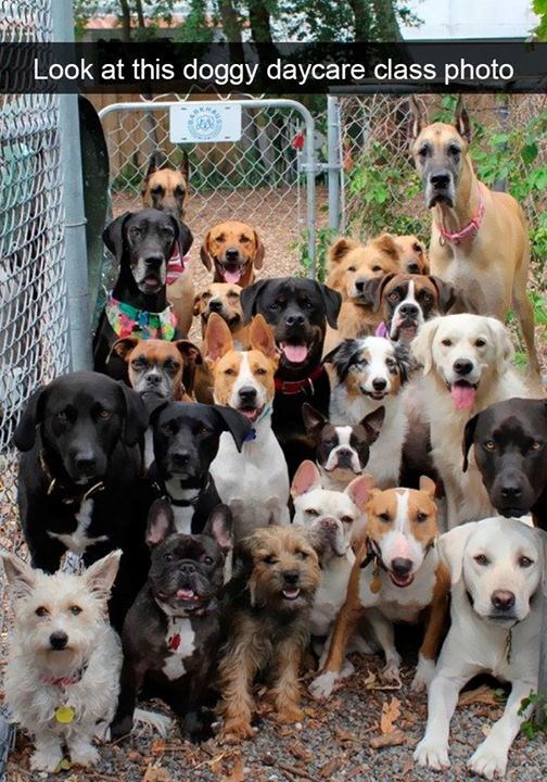 Look at this doggy daycare class photo