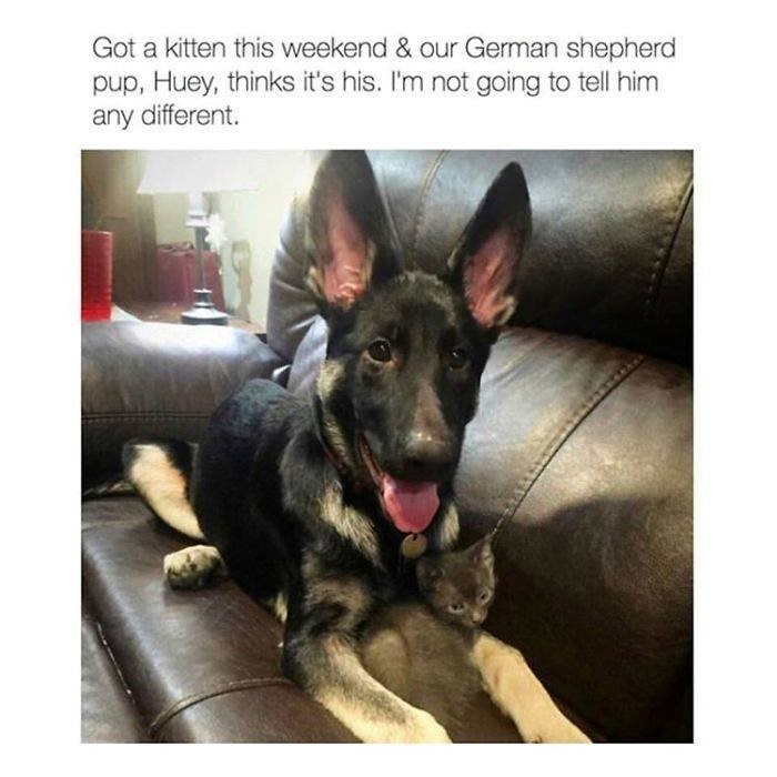 Got a kitten this weekend & our German shepherd pup, Huey, thinks it's his. I'm not going to tell him any different.