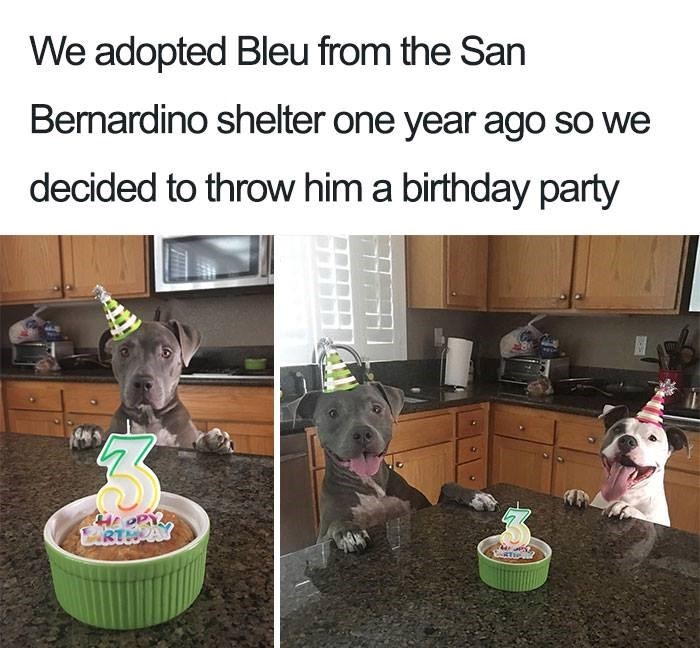 We adopted Bleu from the San Bernardino shelter one year ago so we decided to throw him a birthday party 3 ARTWAY