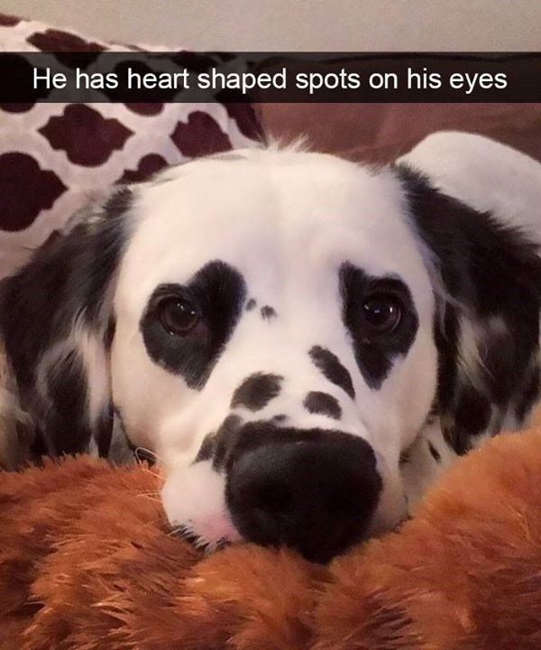 He has heart shaped spots on his eyes