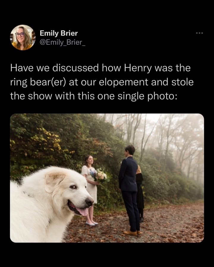 Emily Brier @Emily_Brier_ Have we discussed how Henry was the ring bear(er) at our elopement and stole the show with this one single photo: