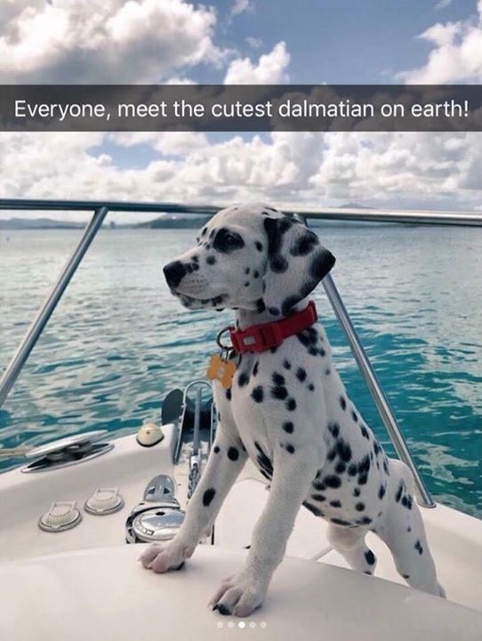Everyone, meet the cutest dalmatian on earth!
