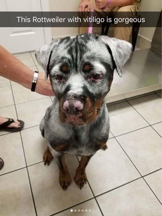 This Rottweiler with vitiligo is gorgeous