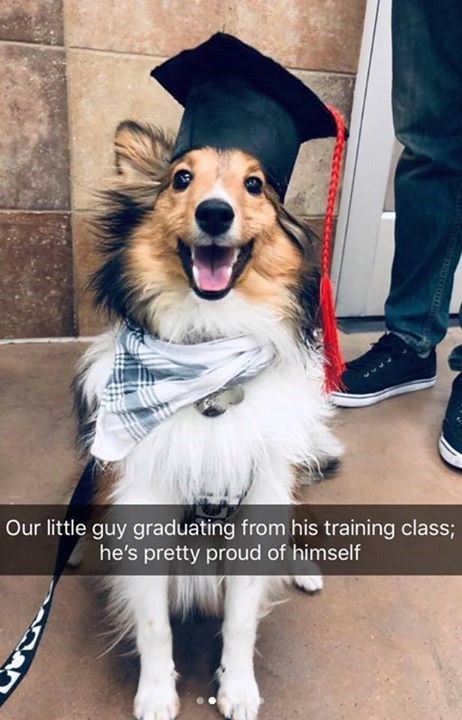 Our little guy graduating from his training class; he's pretty proud of himself