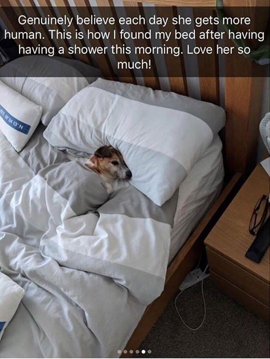 Genuinely believe each day she gets more human. This is how I found my bed after having having a shower this morning. Love her so much! 04 13 N