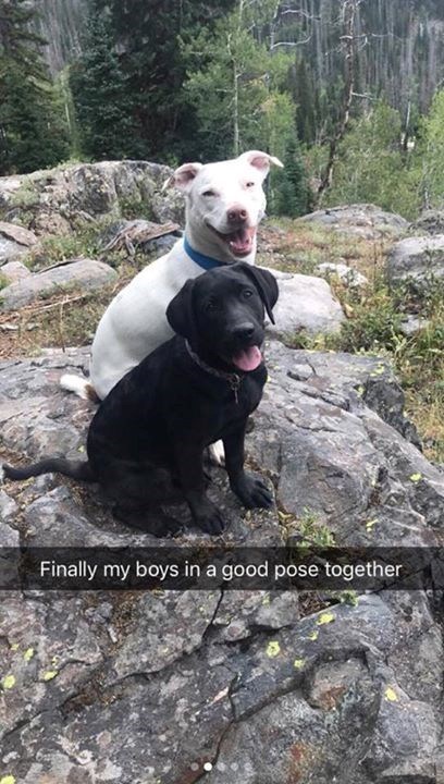 Finally my boys in a good pose together