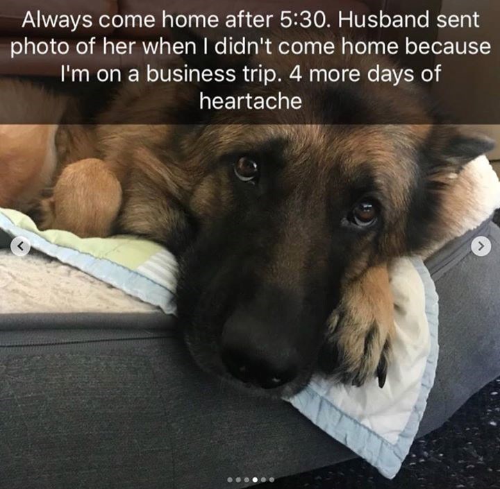 Always come home after 5:30. Husband sent photo of her when I didn't come home because I'm on a business trip. 4 more days of heartache L