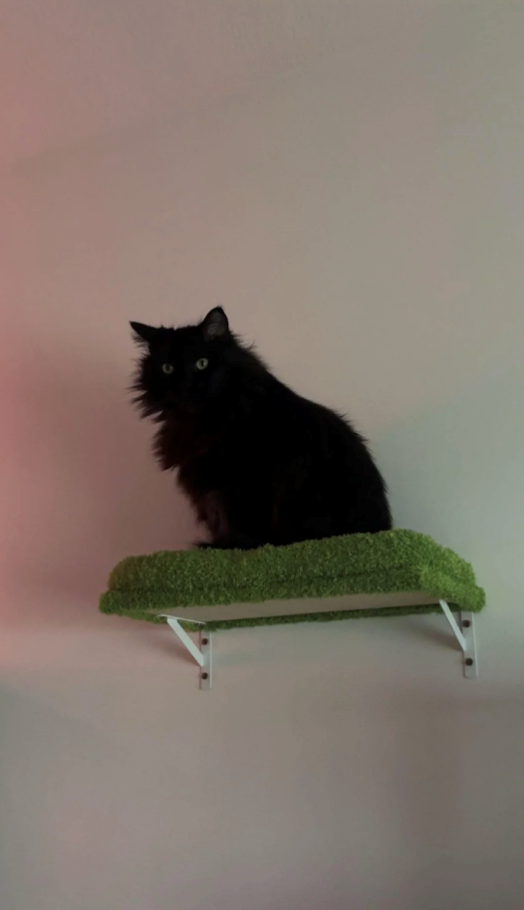 Cheezburger Image 10609883904