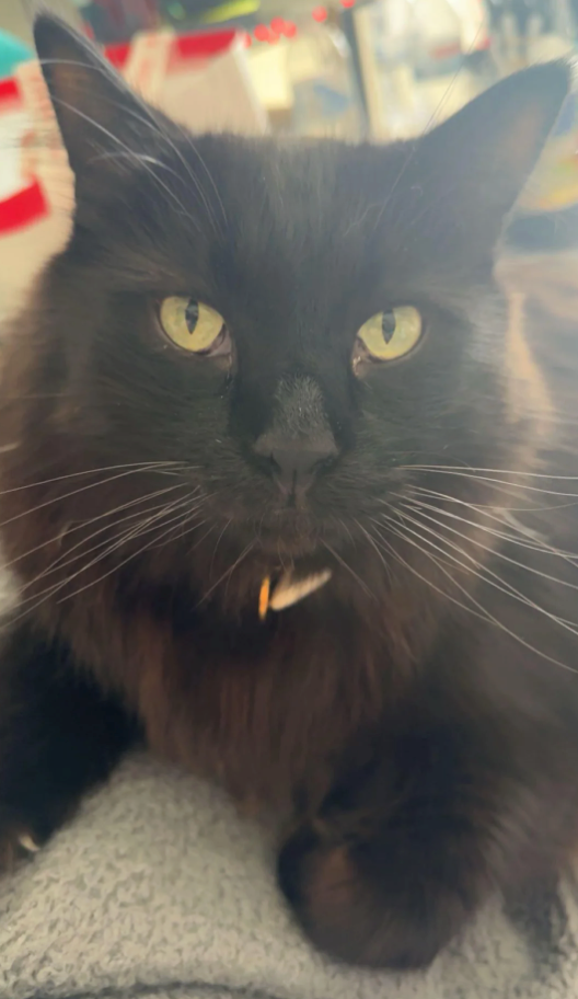 Cheezburger Image 10609884160