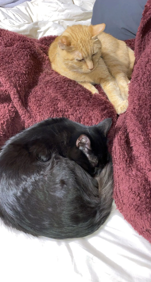 Cheezburger Image 10609884416