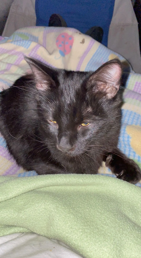 Cheezburger Image 10609884672