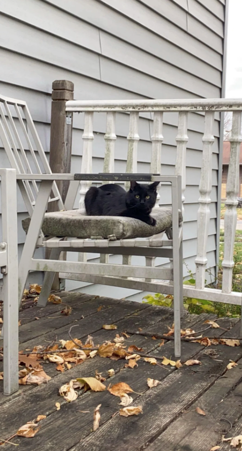 Cheezburger Image 10609884928