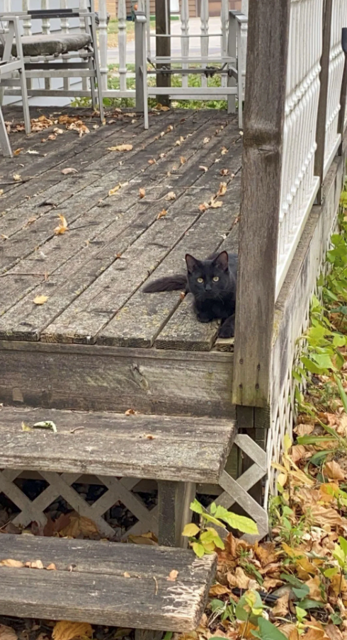 Cheezburger Image 10609885184