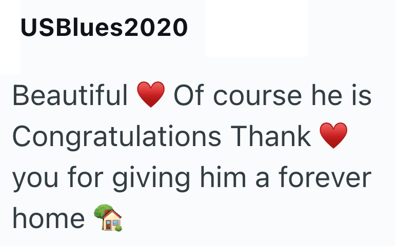USBlues2020 Beautiful Of course he is Congratulations Thank ♥ you for giving him a forever home