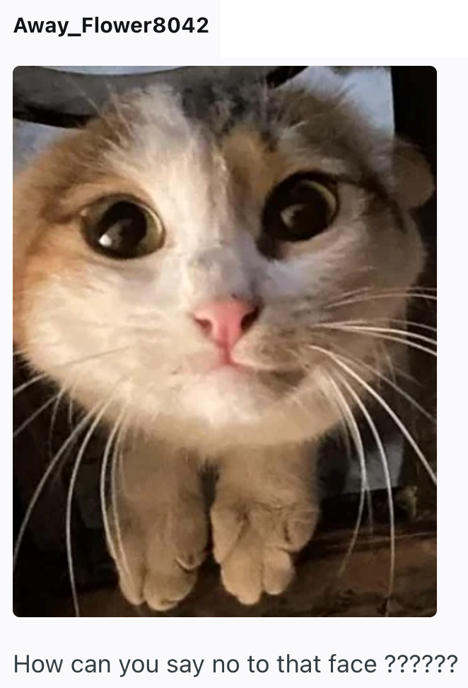 Away_Flower8042 How can you say no to that face ??????