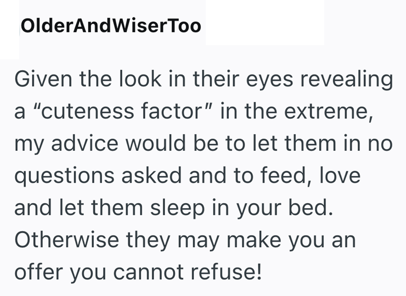 OlderAndWiserToo Given the look in their eyes revealing a "cuteness factor" in the extreme, my advice would be to let them in no questions asked and to feed, love and let them sleep in your bed. Otherwise they may make you an offer you cannot refuse!