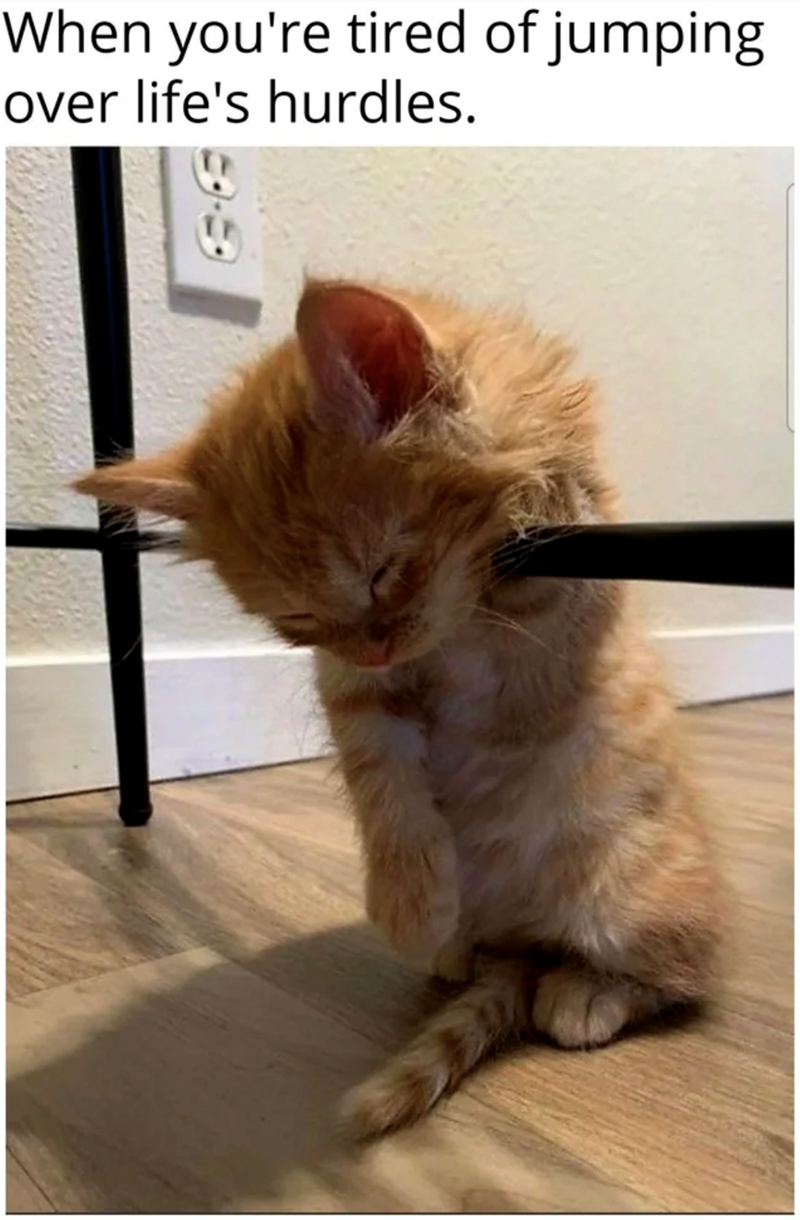 When you're tired of jumping over life's hurdles.