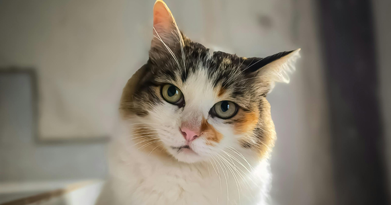 Regal calico cat looking at their humans. 
