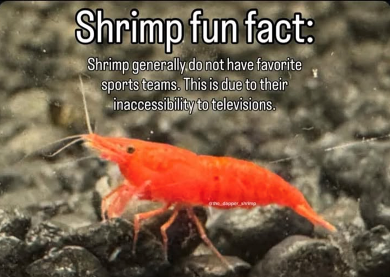 Shrimp fun fact: Shrimp generally do not have favorite sports teams. This is due to their inaccessibility to televisions. the dapper shrimp