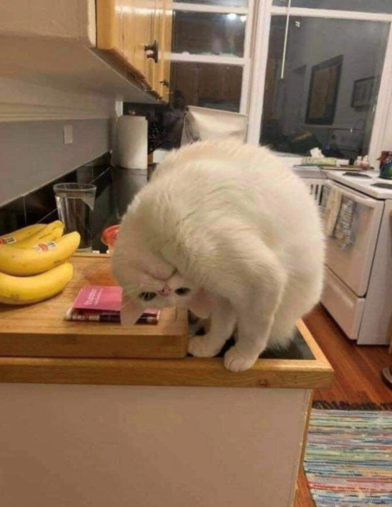 Cheezburger Image 10610042624