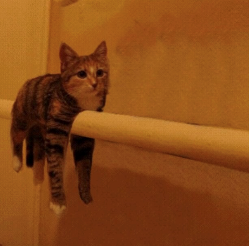 Cheezburger Image 10610043136