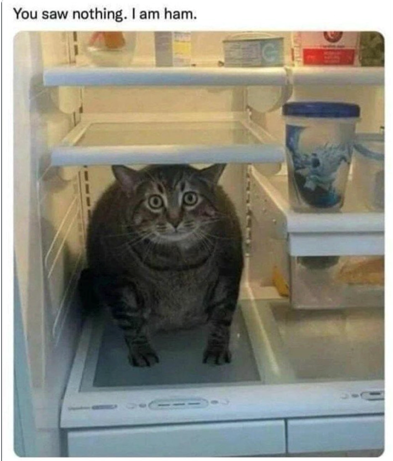 You saw nothing. I am ham.