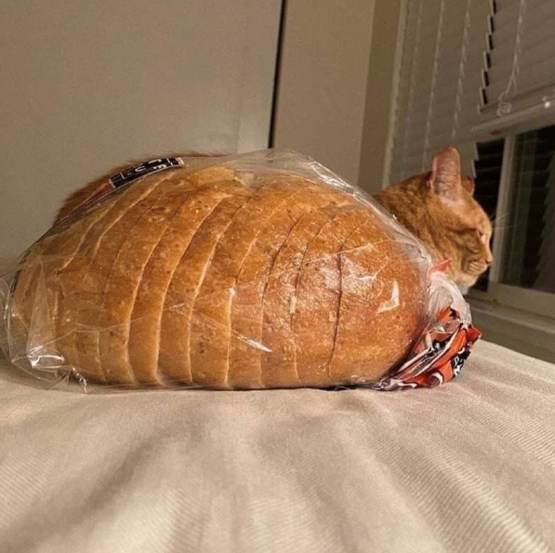 Cheezburger Image 10610045952