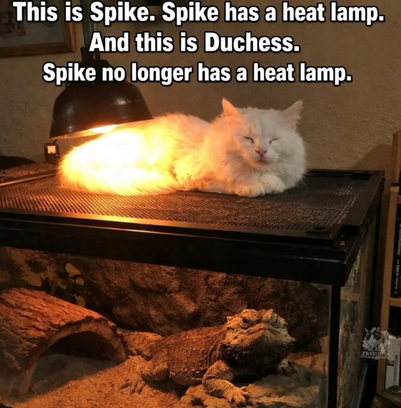 This is Spike. Spike has a heat lamp. And this is Duchess. Spike no longer has a heat lamp. CAT OVERLORDS