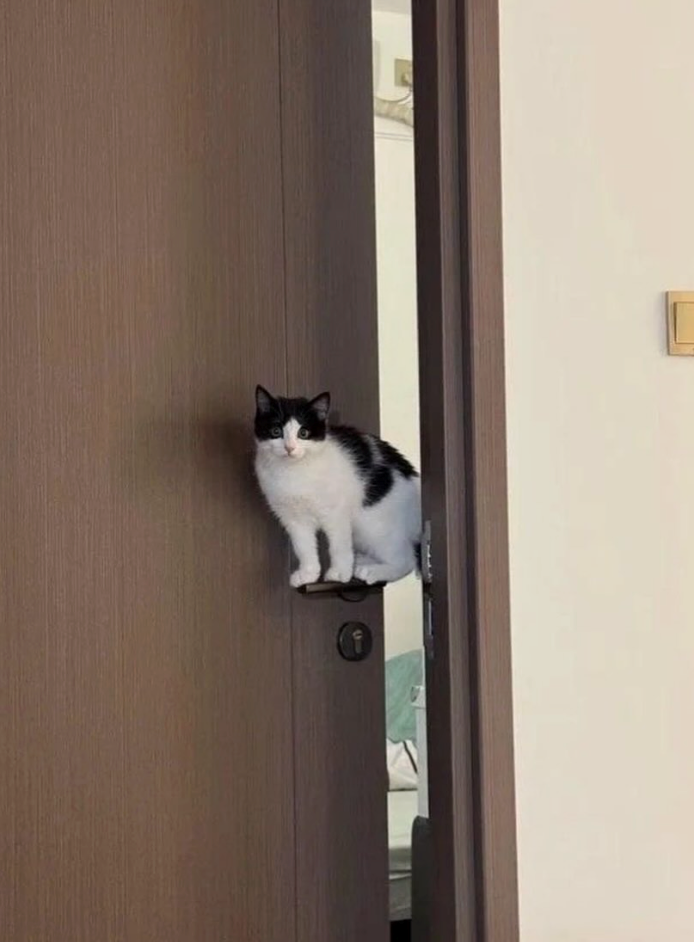 Cheezburger Image 10610047744