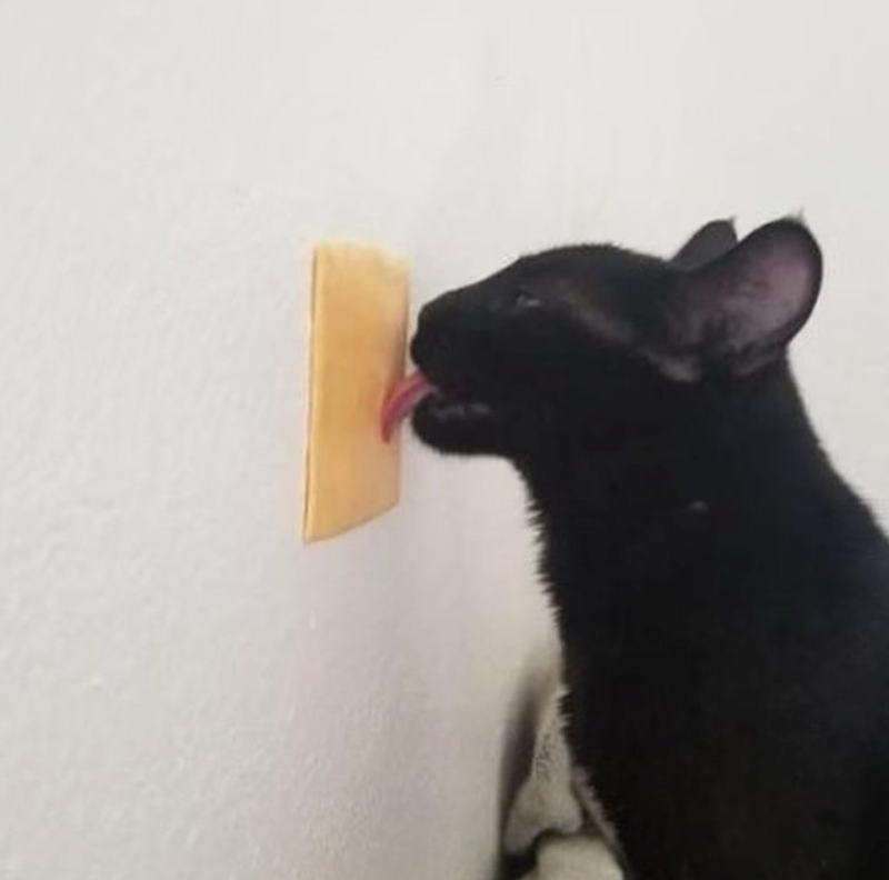 Cheezburger Image 10610048256