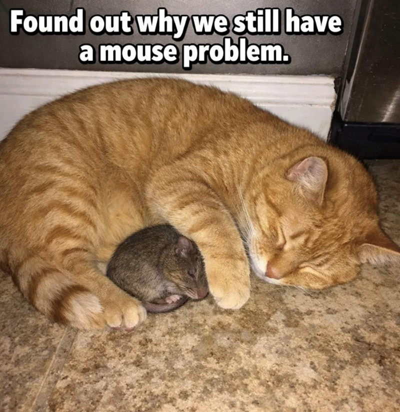 Found out why we still have a mouse problem.