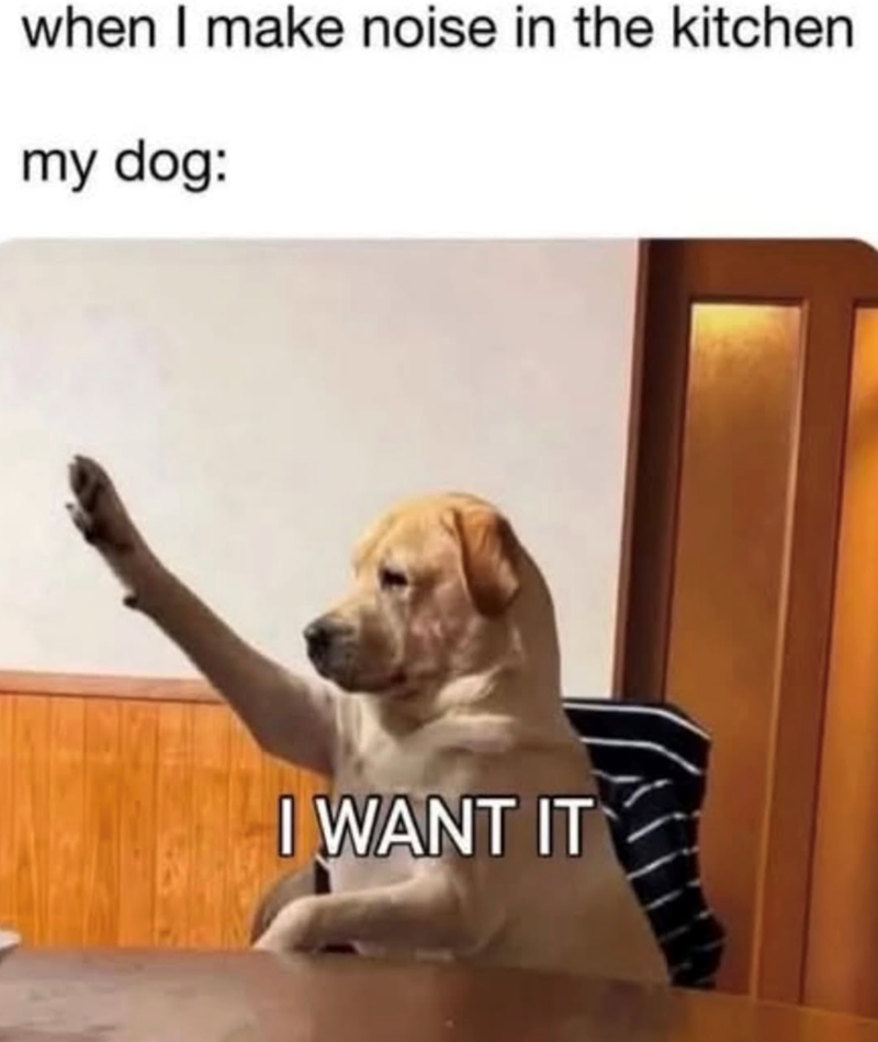 when I make noise in the kitchen my dog: I WANT IT