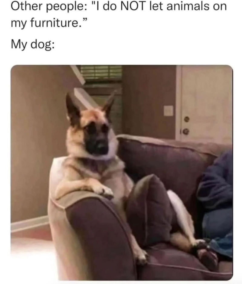 Other people: "I do NOT let animals on my furniture." My dog: