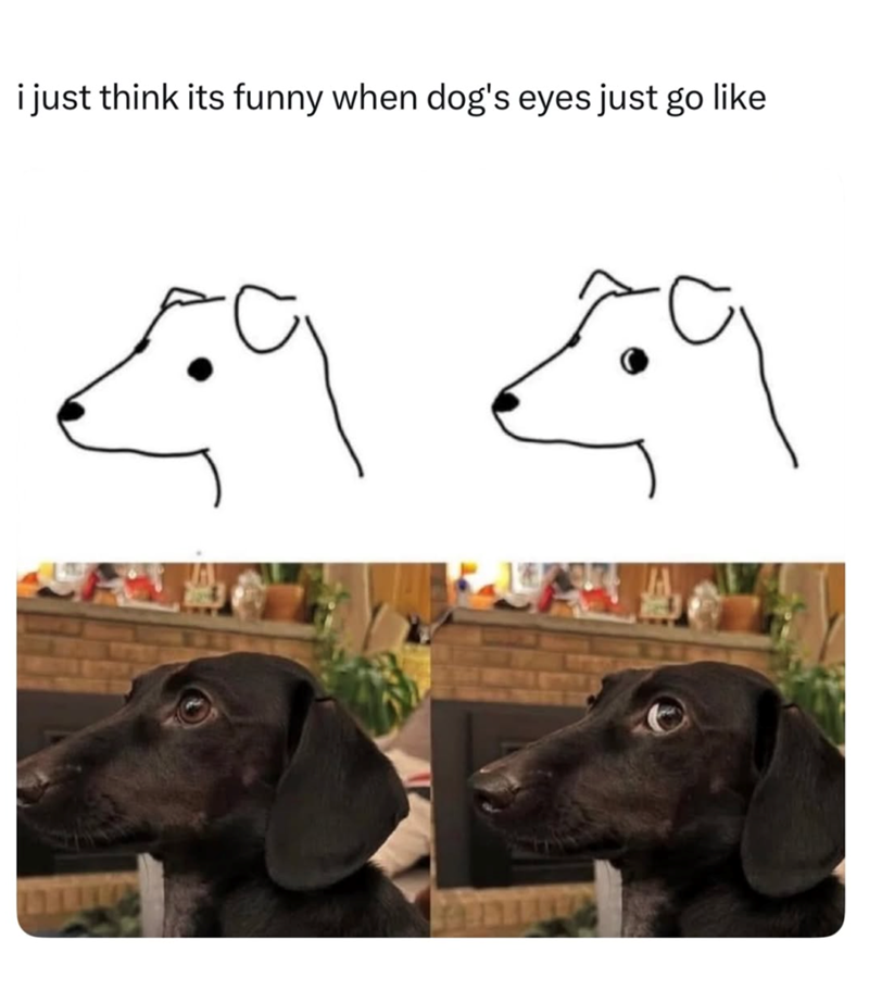 i just think its funny when dog's eyes just go like
