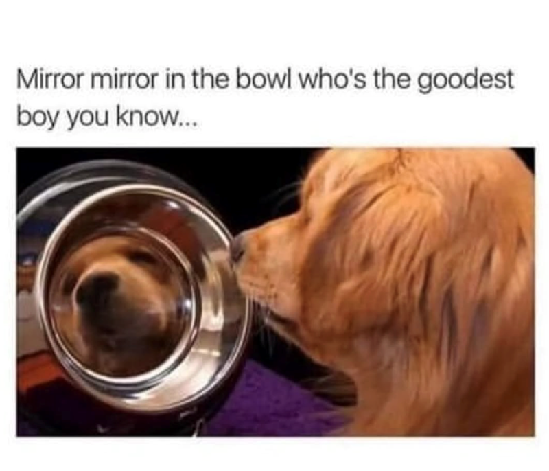 Mirror mirror in the bowl who's the goodest boy you know...