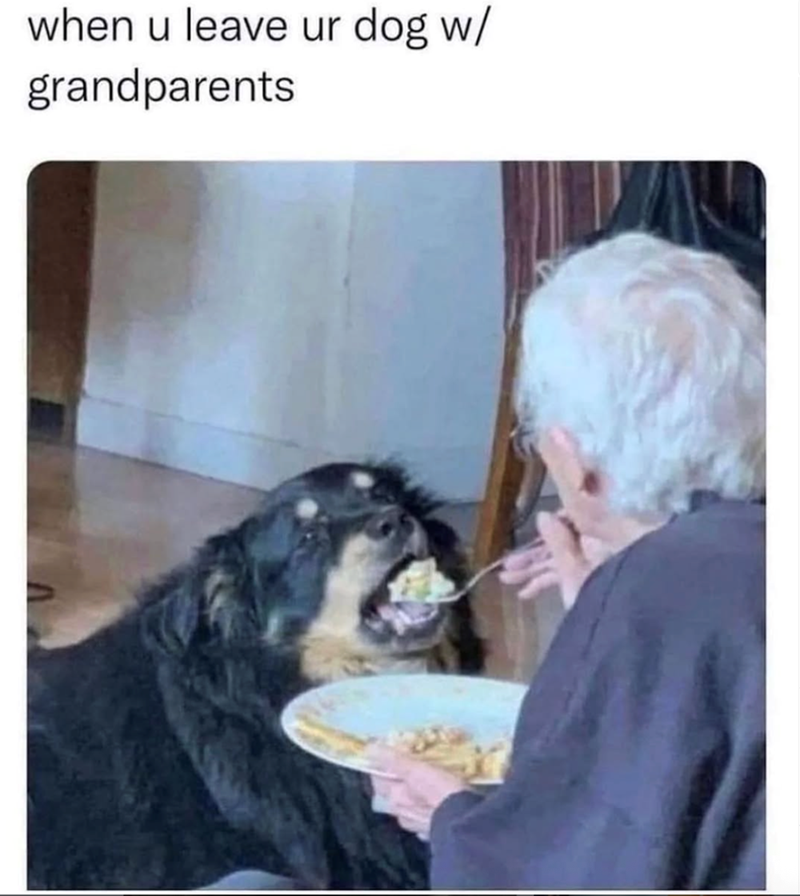 when u leave ur dog w/ grandparents