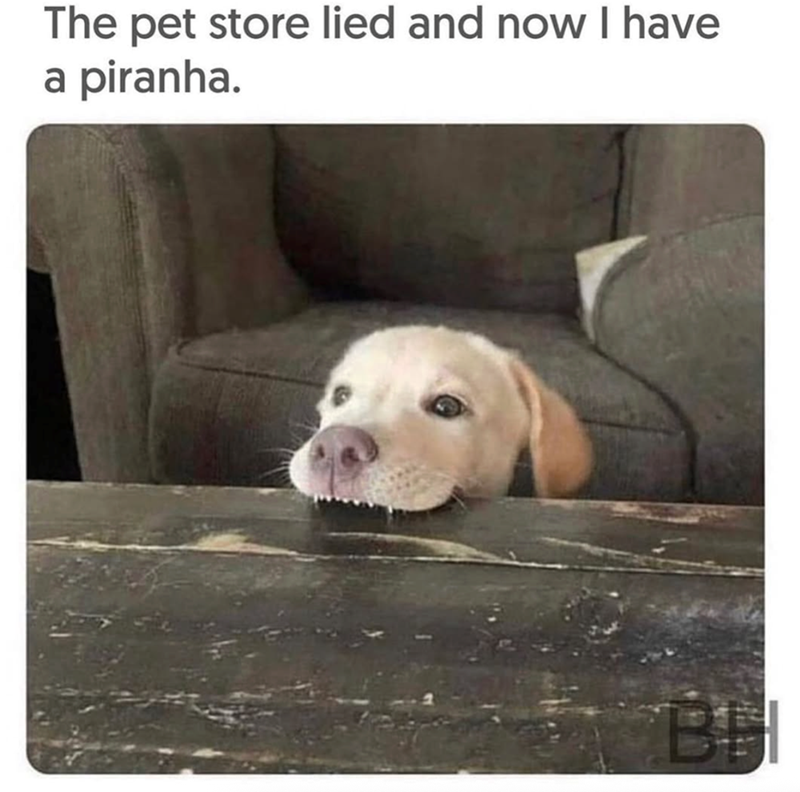 The pet store lied and now I have a piranha. BH