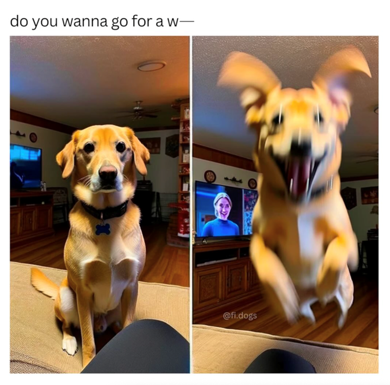 do you wanna go for a w― @fi.dogs