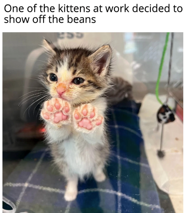 One of the kittens at work decided to show off the beans