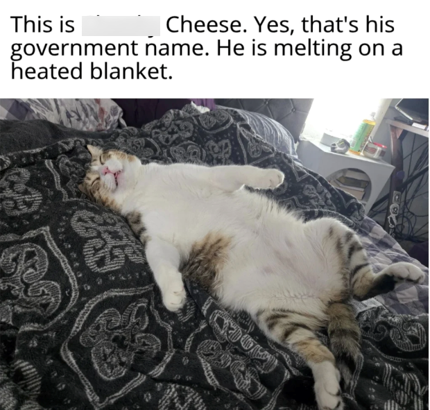This is Cheese. Yes, that's his government name. He is melting on a heated blanket.