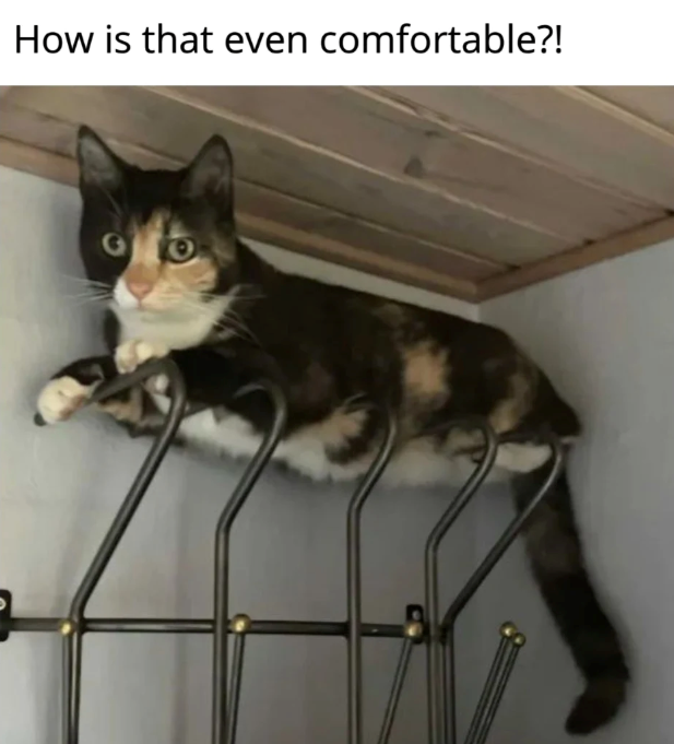 How is that even comfortable?!