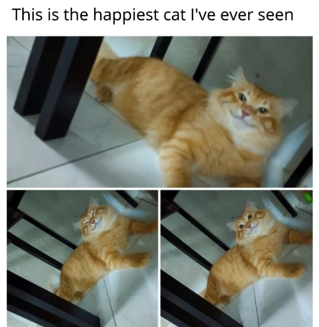 This is the happiest cat I've ever seen
