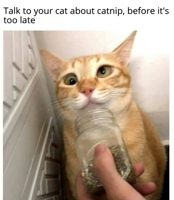 Talk to your cat about catnip, before it's too late
