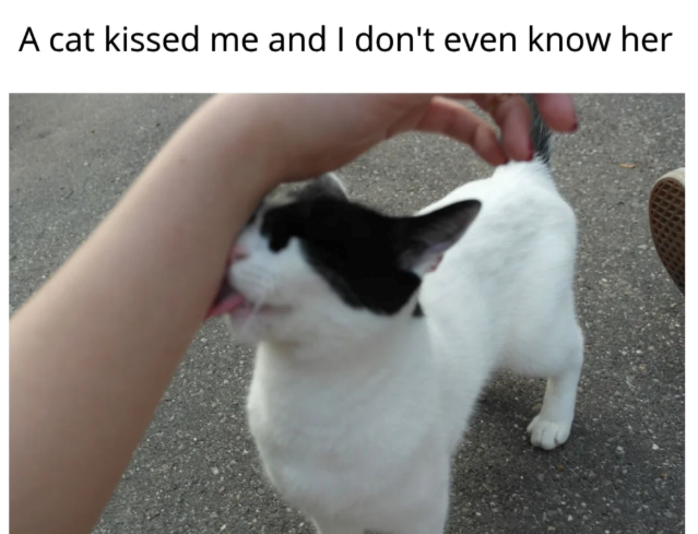 A cat kissed me and I don't even know her