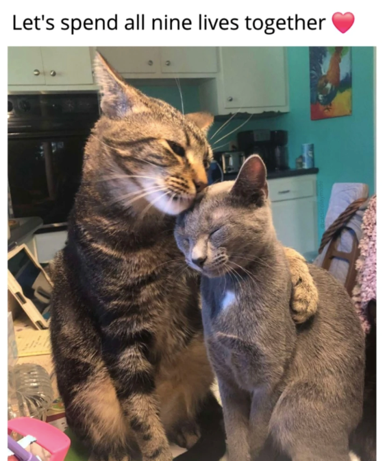 Let's spend all nine lives together