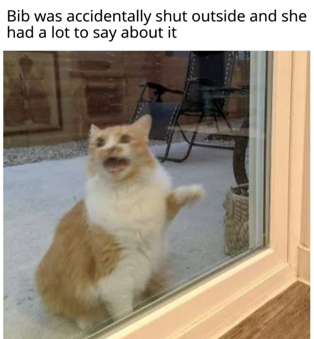 Bib was accidentally shut outside and she had a lot to say about it