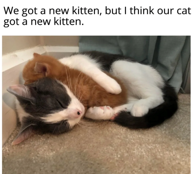 We got a new kitten, but I think our cat got a new kitten.