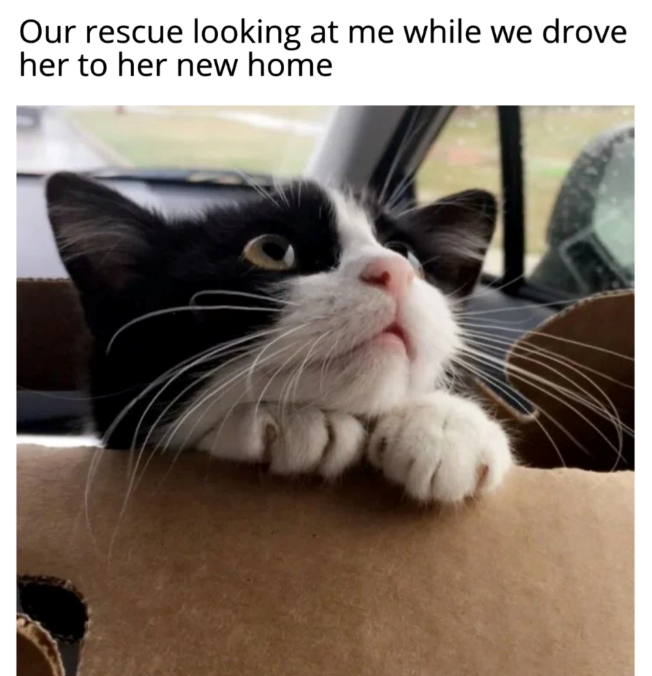 Our rescue looking at me while we drove her to her new home