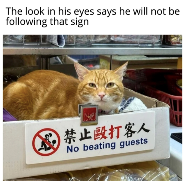 The look in his eyes says he will not be following that sign @catsinplaymode 禁止毆打客人 No beating guests