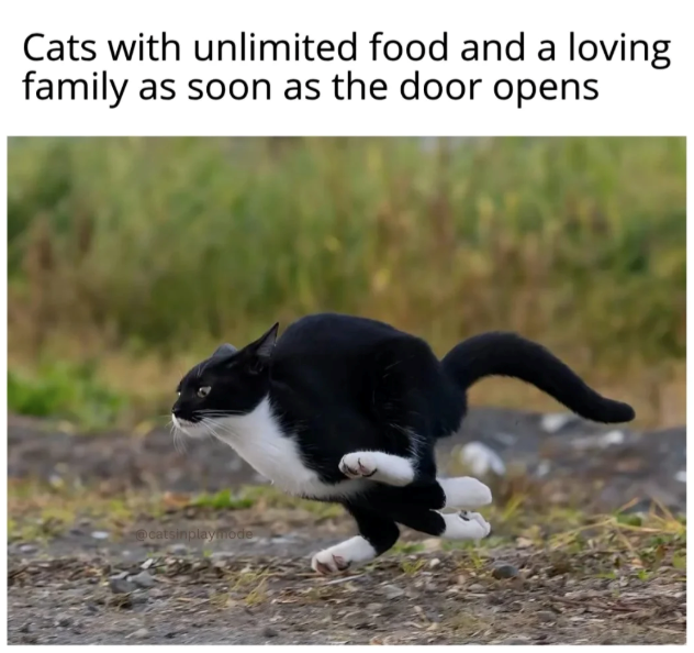 Cats with unlimited food and a loving family as soon as the door opens @catsinplaymode